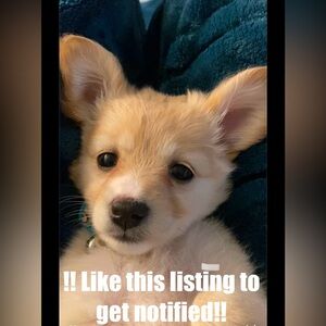 !!LIKE THIS LISTING TO GET NOTIFIED OF WHEN I GO LIVE!! 💕💕💕💕💕💕💕💕💕💕💕💕💕💕💕